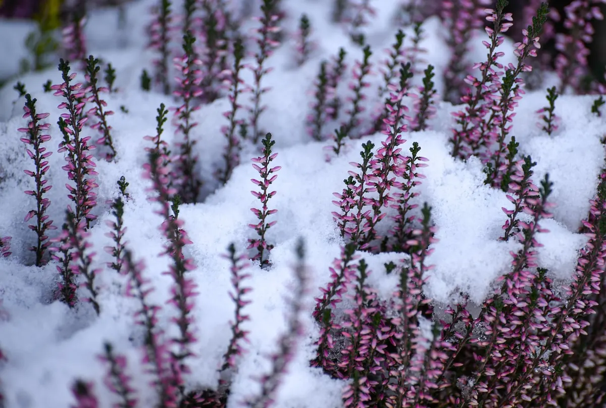 Best Heathers for Winter Color: 10 Varieties That Bloom in Cold Months