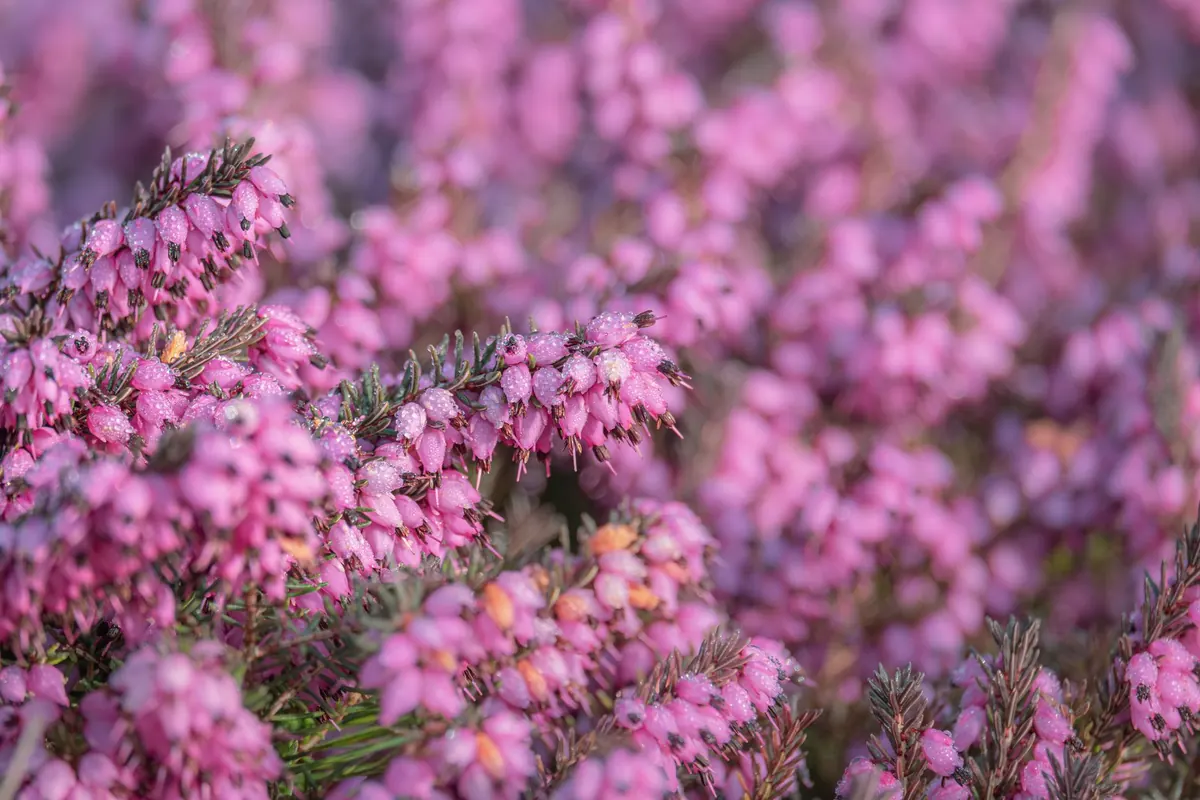 Heather Landscape Design: 6 Ways to Use Heather as Ground Cover