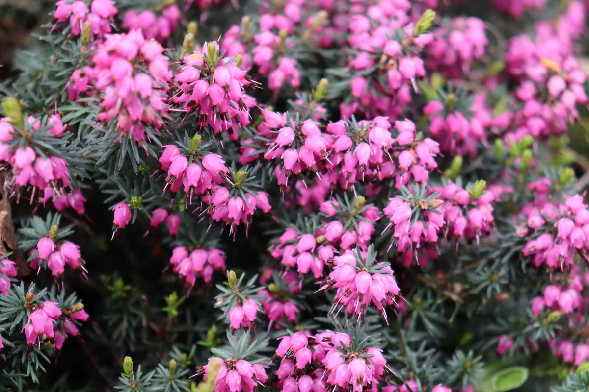 Heather Pruning Guide: When and How to Cut Back Calluna and Erica