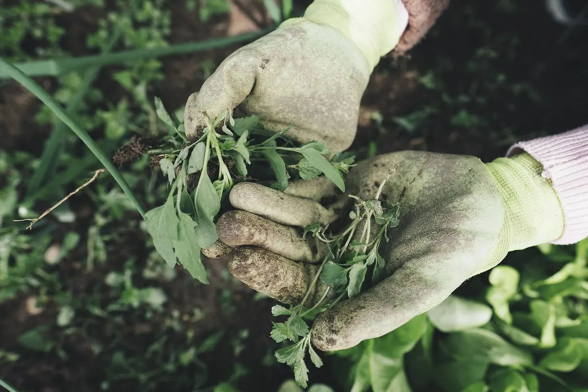Heather Soil Requirements: pH, Drainage, and Amendments Explained