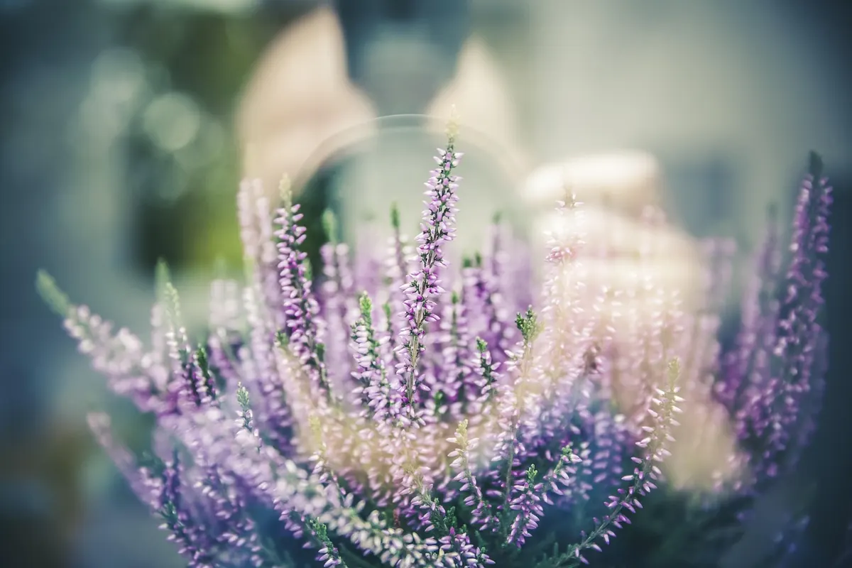 How to Plant Heather: A Step-by-Step Guide for Beginners